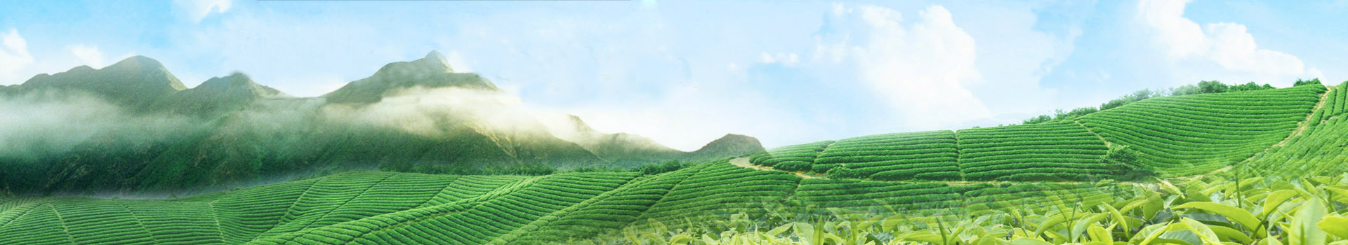 茶叶知识：茶汤温度与茶口感之间的秘密